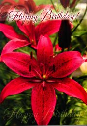 Birthday Card TE50289A