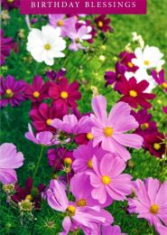 Birthday Card TE50529A