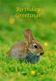 Birthday Card CDC146