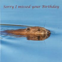 Birthday Card, Sorry CDC292