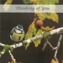 Thinking of You card CDC313