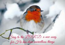 10 Winter Robins Collection Christmas Cards "Snowy Robin" GM21019
