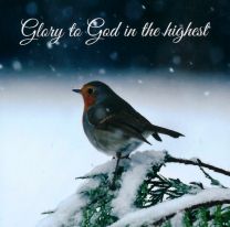 10 Robins Collection Christmas Cards "Robin in Snow" GM21017