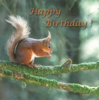 Birthday Card CDC371