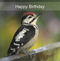 Birthday Card CDC280