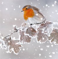 Christmas Cards, 11808