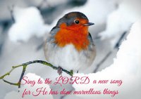 10 Winter Robins Collection Christmas Cards "Snowy Robin" GM21019